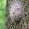 Harmful tree pest spotted in nature reserves