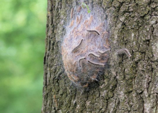 Harmful tree pest spotted in nature reserves