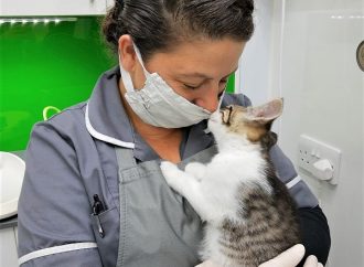 Cat Doctor says kittens beat Covid any day!