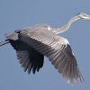 Grey heron goes fishing