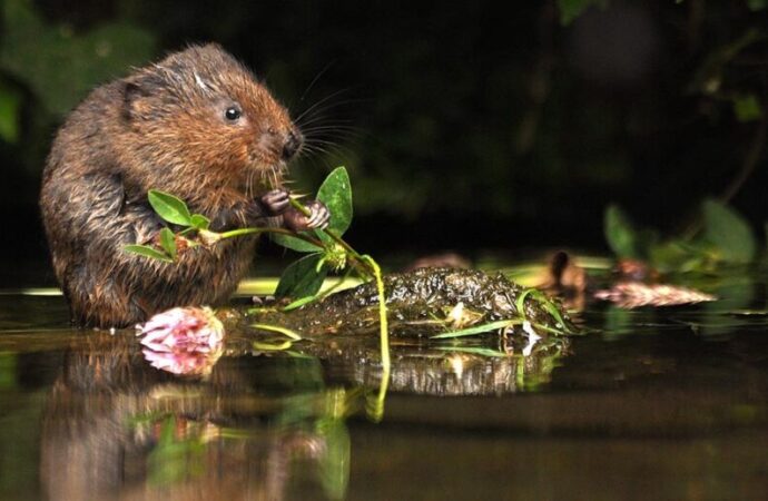 Return of the water vole!