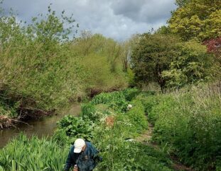 Take part in planting project to aid reintroduction of water voles
