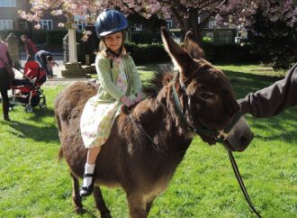 Donkey rides for Palm Sunday