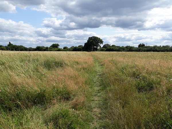 Progress report on Tolworth Court Farm Fields nature reserve